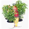 Amori e aromi n.4 Pianta di Peperoncino Very Hot Pepper in Vaso da 9 cm, con Fiori e/o Frutti, Qualità Italiana