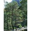 Generico 12 Semi di Pino di Cipro (Pinus Brutia)