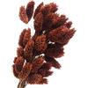 Sharplace Bouquet di Fiori Secchi, Composizioni Floreali, Decorazioni Autunnali, Fiori Secchi Decorativi per La Tavola di Casa, Feste Fai Da Te, marrone