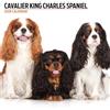 Magnet & Steel Calendario moderno 2026 Cavalier King Charles Spaniel