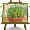 EURO PLANTS VIVAI Rosmarinus Officinalis Rosmarino Pianta Aromatica | sempreverde mediterranea facile da coltivare su Vasi da 14 cm