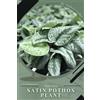 Andrey Lalko Satin Pothos Plant (Tascabile)