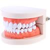 TOYANDONA Modello Denti Dimostrativo Standard 3.62X2.95X2.01 Pollici Strumento Didattico per Studio Comunicazione Pazienti E Istruzione Bambini Adulti