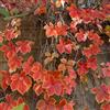 Generic semi resistenti piante rampicanti vite selvatica, muro verde, decorazione di piante di vite Semi di vite rampicante, Parete vegetale, decorazione balcone piante esotiche 450pcs