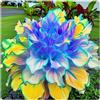 MHTSNW Hosta Vaso Rari Crescita Rapida Bellissimo Giardino.-6knolle-F