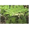 Seeds & Plants Shop by Ipsa Pezzi - 10x Polygonatum Oppositifolium Perenne Giardino Piante - Seme ID947 - Seeds & Plants Shop by Ipsa