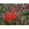 AMDGarden Pianta di Nandina Domestica Bambù Sacro bacche rosse in vaso 18 cm