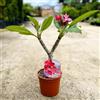 Generico Pianta di Plumeria o Frangipani, vaso 17, H45/50cm, Fiori Profumati