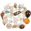 Fangoo 22 Pezzi Grandi Conchiglie Misto Spiaggia Conchiglie Stella Marina, Stelle marine di conchiglie naturali fino a 16 cm,perfette per la decorazione di artigianato fai-da-te per feste