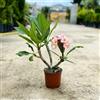 Generico Pianta di Plumeria o Frangipani, vaso 17, H45/50cm, Fiori Profumati