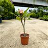 Generico Pianta di Plumeria o Frangipani, vaso 17, H45/50cm, Fiori Profumati