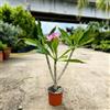 Generico Pianta di Plumeria o Frangipani, vaso 17, H45/50cm, Fiori Profumati
