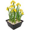 vdvelde.com - Iris giallo Iris pseudacorus, 4 piante di riva laghetto | Rustica spontanea, adatta alle api, fiorisce da maggio a luglio, altezza 80 cm, profondita 10 cm