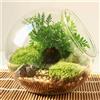 SUPEHOMES Vaso Sferico in Vetro Trasparente Obliquo, Contenitore per Piante Succulente in Vetro Borosilicato 8/10/12/16cm, Terrario per Piante