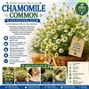 NONE 4g Common Chamomile Seeds (Matricaria chamomilla) - Fragrant Herb for Calming Herbal Tea & Pollinator Gardens