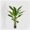 Enzo De Gasperi EDG Enzo De Gasperi Pianta Strelitzia Chic con Vaso H155 cm