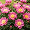 DUTCH BULBS EXCLUSIVE PLANTS FROM HOLLAN Piante Vere da Esterno - 1 Peonia Pianta Vera Rosa Nippon - Perenni