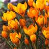 DUTCH BULBS EXCLUSIVE PLANTS FROM HOLLAN Bulbi Fiori Perenni da Esterno - 50 Bulbi Crocus Orange Monarch