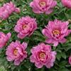 DUTCH BULBS EXCLUSIVE PLANTS FROM HOLLAN Piante Vere da Esterno - 1 Peonia Pianta Vera Itoh Purple Passion | Perenni, Piante e Fiori Esclusivi dall'Olanda, per giardino, vasi e balcone (non semi, non bulbi, non artificiali)