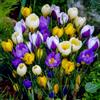 Florium - Crocus Bulbi Collezione Botanica di Fiori (50 Bulbi/5 Varietà), Resistente al Freddo Perenne Miscela dall'Olanda Ideale per un Paradiso Fiorito nel Giardino (nessun seme)