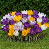 DUTCH BULBS EXCLUSIVE PLANTS FROM HOLLAN Bulbi Fiori Perenni da Esterno - 50 Bulbi Crocus Gigante Mix