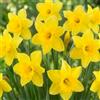 DUTCH BULBS EXCLUSIVE PLANTS FROM HOLLAN Bulbi Fiori Perenni da Esterno - 25 Bulbi di Narciso Yellow Trumpet | Piante e fiori esclusivi dall'Olanda, Profumati, per giardino e vaso (non semi, non artificiali)