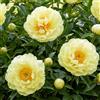 DUTCH BULBS EXCLUSIVE PLANTS FROM HOLLAN Piante Vere da Esterno - 1 Peonia Pianta Vera Yellow Passion - Perenni | Piante e Fiori Esclusivi dall'Olanda, per giardino, vasi e balcone (non semi, non bulbi, non artificiali)