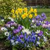 DUTCH BULBS EXCLUSIVE PLANTS FROM HOLLAN Bulbi Fiori Perenni da Esterno - Bulbi Primaverili per Fiori Selvatici