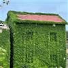 Generic Vite americana, rampicante - Vite americana balcone per zone soleggiate autunnali, resistenti, ufficio sempreverdi rampicante sempreverde e 60semi