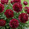 DUTCH BULBS EXCLUSIVE PLANTS FROM HOLLAN Piante Vere da Esterno - 1 Peonia Pianta Vera Dark Red Passion - Perenni