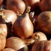 DUTCH BULBS EXCLUSIVE PLANTS FROM HOLLAN Pianta bulbi da orto Yellow Moon - 500 gr Scalogno Cipolle