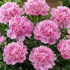 DUTCH BULBS EXCLUSIVE PLANTS FROM HOLLAN Piante Vere da Esterno - 1 Peonia Pianta Vera Purple Passion - Perenni