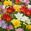 DUTCH BULBS EXCLUSIVE PLANTS FROM HOLLAN Bulbi Fiori - 50 Bulbi di Fresia Singolo - Mix di 5 colori - Profumati | Piante e Fiori Esclusivi dall'Olanda, per giardino, vasi e balcone (non semi, non artificiali)