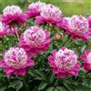 DUTCH BULBS EXCLUSIVE PLANTS FROM HOLLAN Piante Vere da Esterno - 1 Peonia Pianta Vera Striped Passion - Perenni