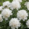 DUTCH BULBS EXCLUSIVE PLANTS FROM HOLLAN Piante Vere da Esterno - 1 Peonia Pianta Vera White Passion - Perenni
