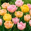 DUTCH BULBS EXCLUSIVE PLANTS FROM HOLLAN Bulbi Fiori Perenni da Esterno - 25 Bulbi Tulipani Pastello Collezione | Piante e fiori esclusivi dall'Olanda, per giardino, vasi e balcone (senza semi, non artificiali)