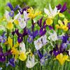 DUTCH BULBS EXCLUSIVE PLANTS FROM HOLLAN Bulbi Fiori Perenni da Esterno - 50 Bulbi Iris Olandesi Budget - Mix di 5