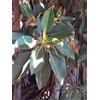 Generic 3 Talee - Ficus Macrophylla (Moreton Bay Fig) | Ficus Macrophylla (Moreton Bay Fig)