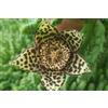 Generic 4 Talee - stapelia variegata | stapelia variegata
