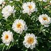 DUTCH BULBS EXCLUSIVE PLANTS FROM HOLLAN Piante Vere da Esterno - 1 Peonia Pianta Vera Itoh White Passion | Perenni, Piante e Fiori Esclusivi dall'Olanda, per giardino, vasi e balcone (non semi, non bulbi, non artificiali)