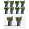 MODIPITRE 10 piante di rosmarino su vaso cm 14 MODIPITRE