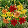 DUTCH BULBS EXCLUSIVE PLANTS FROM HOLLAN Bulbi Fiori Perenni da Esterno - 15 Bulbi di Gigli Tigrati