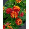 Generic 3 talee- Lantana camara * rosso/giallo