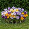 DUTCH BULBS EXCLUSIVE PLANTS FROM HOLLAN Bulbi Fiori Perenni da Esterno - 50 Bulbi Crocus Spring Dream
