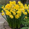 DUTCH BULBS EXCLUSIVE PLANTS FROM HOLLAN Bulbi Fiori Perenni da Esterno - 25 Bulbi di Narciso Giallo | Piante e fiori esclusivi dall'Olanda, Profumati, per giardino e vaso (non semi, non artificiali)