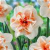 DUTCH BULBS EXCLUSIVE PLANTS FROM HOLLAN Bulbi Fiori Perenni da Esterno - 25 Bulbi di Narciso Delnashaugh | Piante e fiori esclusivi dall'Olanda, Profumati, per giardino e vaso (non semi, non artificiali)