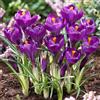 DUTCH BULBS EXCLUSIVE PLANTS FROM HOLLAN Bulbi Fiori Perenni da Esterno - 50 Bulbi Crocus Flower Record