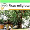 SAFLAX - Fico sacro - 100 semi - Ficus religiosa