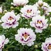 DUTCH BULBS EXCLUSIVE PLANTS FROM HOLLAN Piante Vere da Esterno - 1 Peonia Pianta Vera Itoh Pink Passion - Perenni