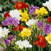 DUTCH BULBS EXCLUSIVE PLANTS FROM HOLLAN Bulbi Fiori - 50 Bulbi di Fresia Doppia - Mix di 5 colori - Profumati | Piante e Fiori Esclusivi dall'Olanda, per giardino, vasi e balcone (non semi, non artificiali)